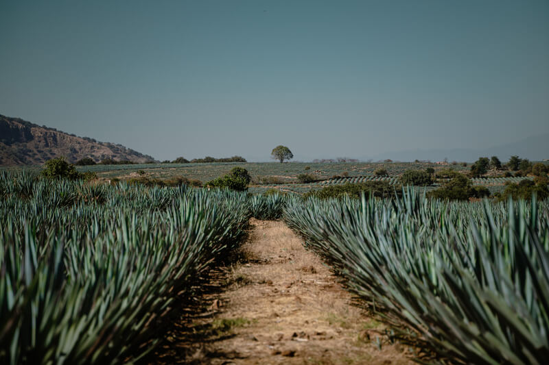 campo-de-agave-azul-2024-05-27-03-37-33-utc (1) (1)