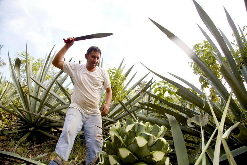 man-harvesting-agave-plants-under-the-sun-2025-04-05-03-49-58-utc (1) (1)